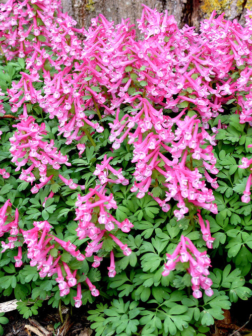 Corydalis solida ‘Beth Evans’ 