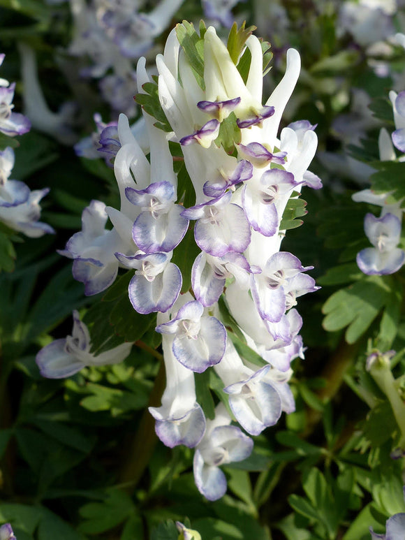 Corydalis solida ‘Merlin’