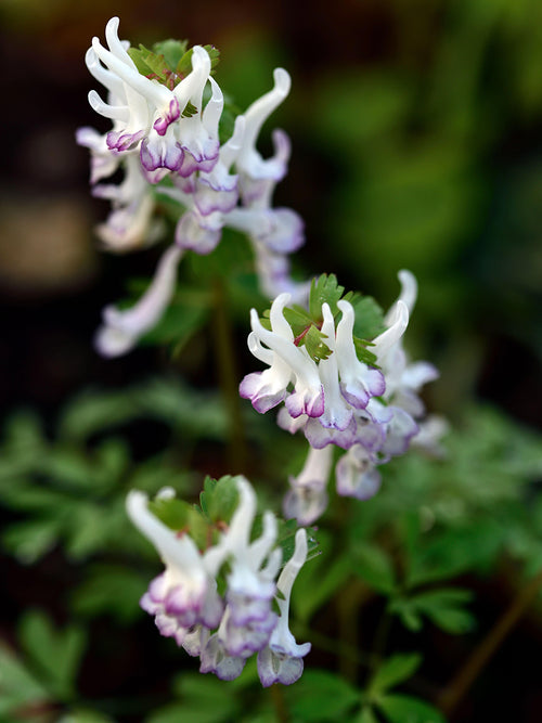 Bloemen van Corydalis solida ‘Merlin’ van dichtbij met fijn groen blad