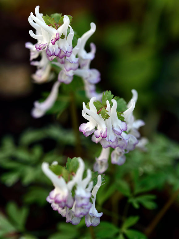 Bloemen van Corydalis solida ‘Merlin’ van dichtbij met fijn groen blad