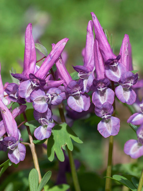 Corydalis solida ‘Purple Bird’ met diep violet-paarse bloemen in de schaduw
