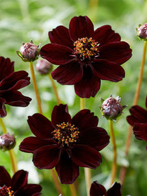 Cosmos Atrosanguineus (Chocolade Cosmos)