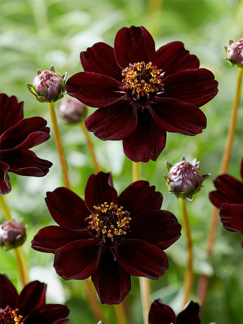 Cosmos Atrosanguineus - De chocolade plant!