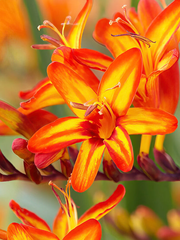 Crocosmia Firestars Firestarter bloembollen