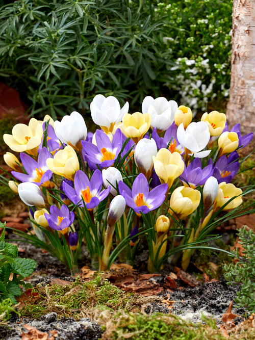 Botanische Krokussen Bloembollen