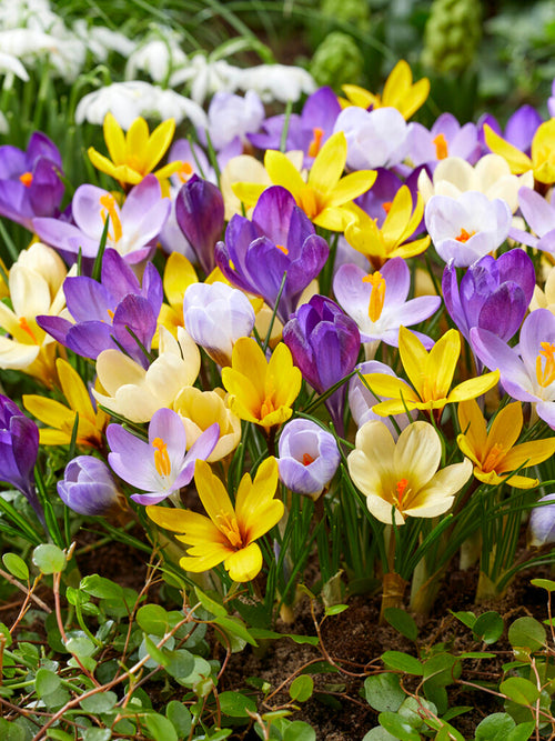 Botanische Krokussen Gemengd Bloembollen