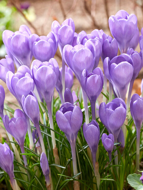 Krokus bollen tommasinianus 'Hummingbird'