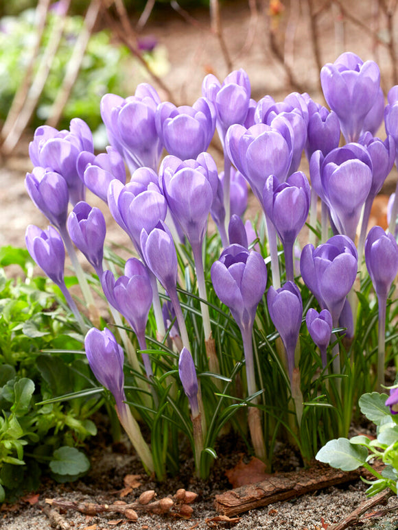 Krokus Bloembollen tommasinianus 'Hummingbird'