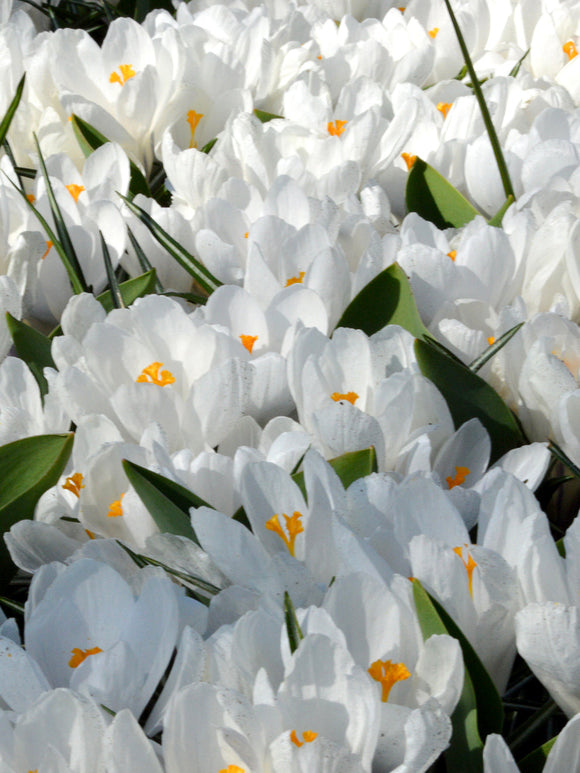 Krokus Jeanne d'Arc bloembollen
