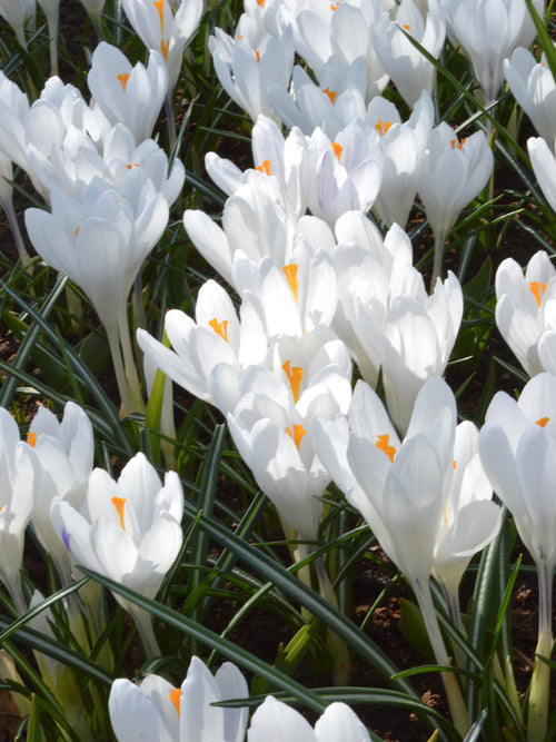 Bloembollen - Witte Krokus