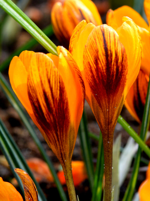 Orange Monarch krokusbollen