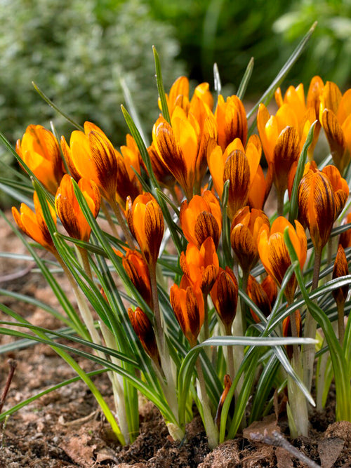Orange Monarch krokusbollen