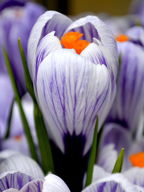Krokus Bollen Pickwick