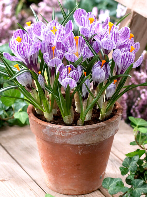 Krokus Bollen Pickwick
