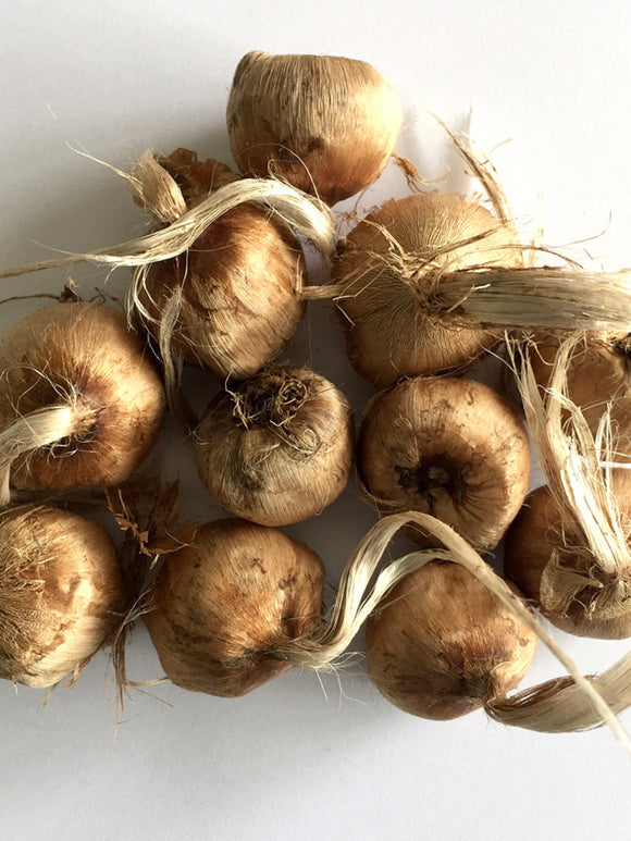 Crocus Sativus Bloembollen