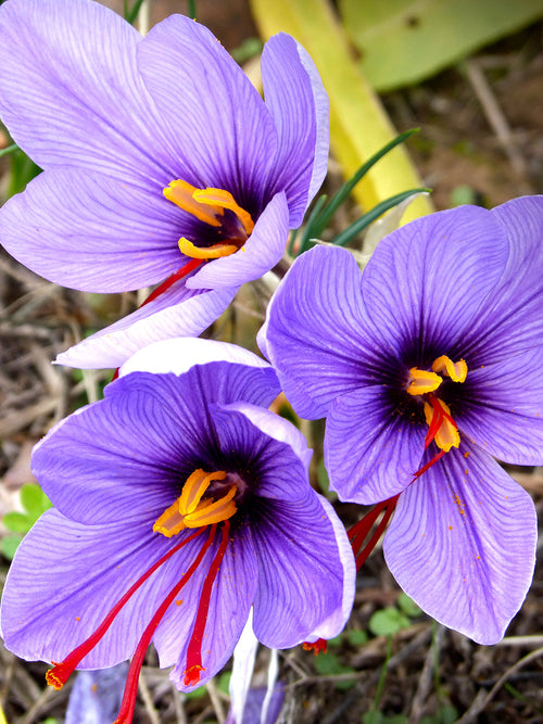 Saffraan krokus kopen