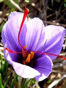 Saffraan Krokus (Crocus Sativus)