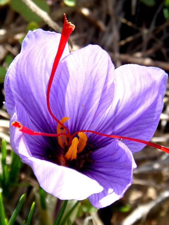 Saffraan Krokus