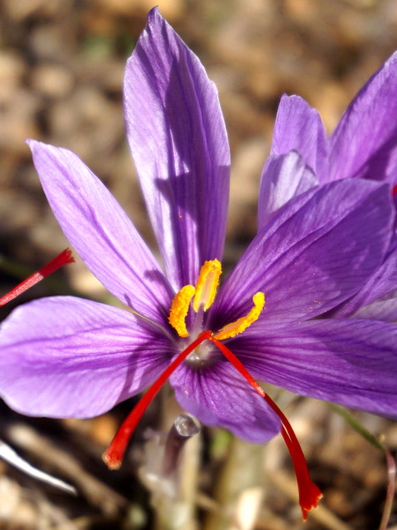 Saffraan krokus kopen