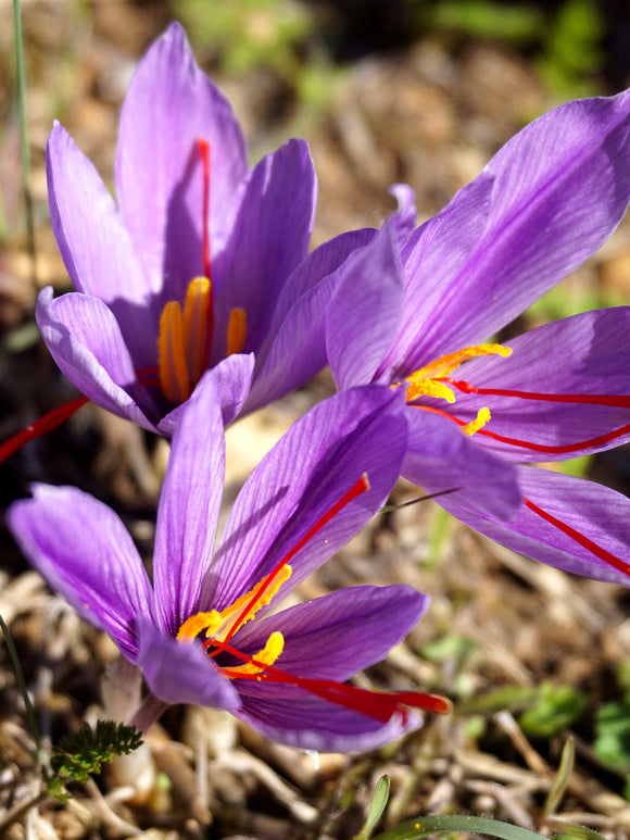 Saffraan krokus kopen