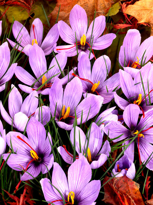 Saffraan Krokus