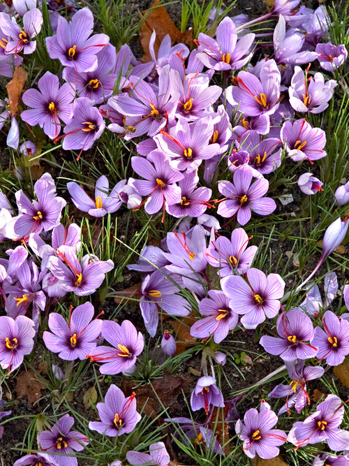 Krokus Sativus Bollen Bestellen