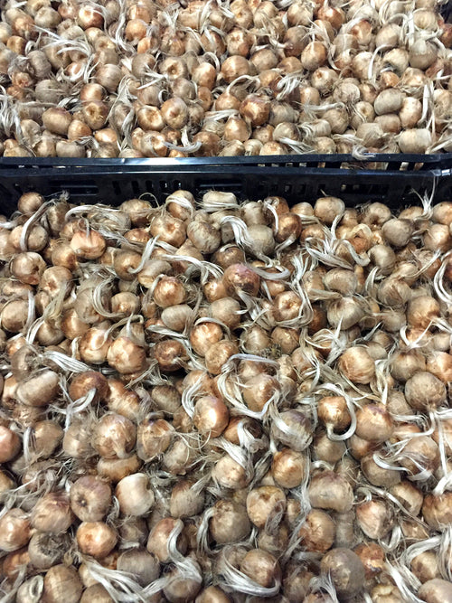 Saffraan Krokus Bollen
