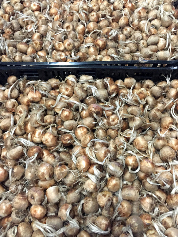 Saffraan Krokus Bollen