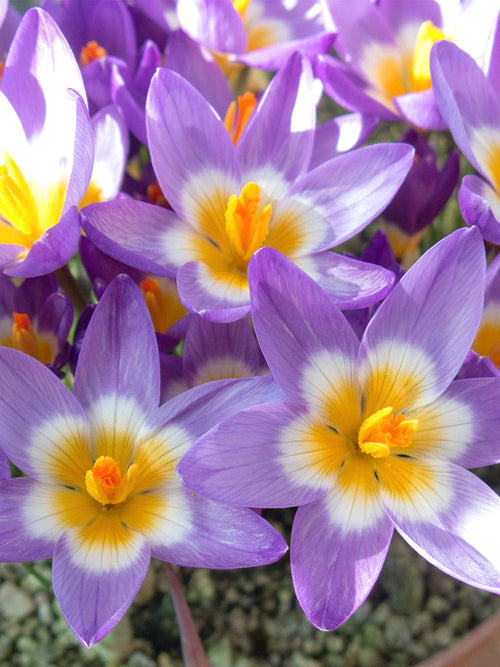 Krokus sieberi ssp. sublimus Tricolor