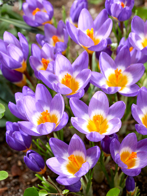 Krokus bollen sieberi ssp. sublimus Tricolor
