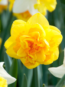 Narcis Apotheose