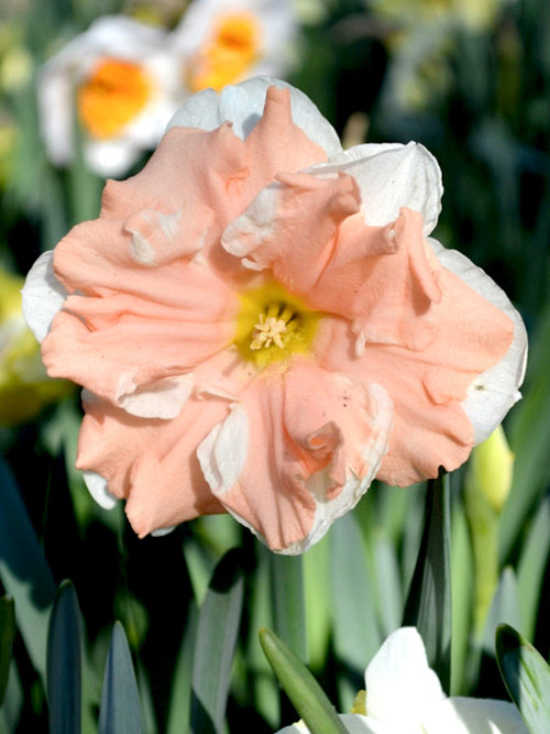 Apricot Whirl - Narcissen