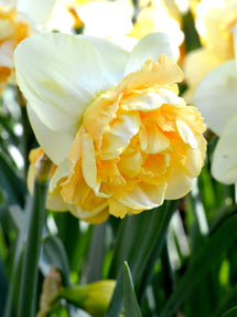 Narcis Art Design