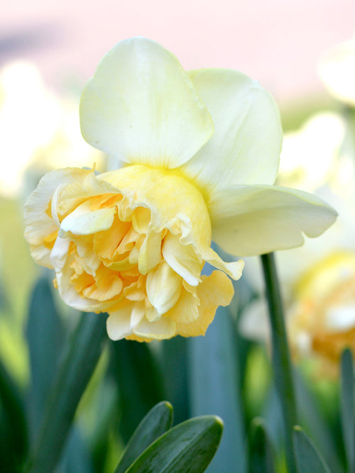 Daffodil Art Design - Double Narcissus