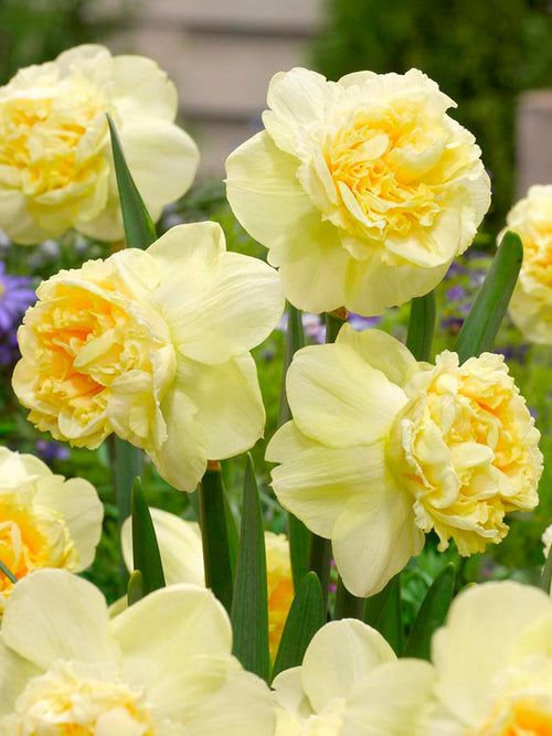 Daffodil Art Design - Another Garden Beauty by DutchGrown