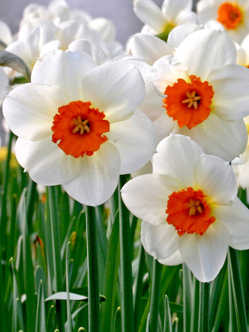 Kopen Narcis Barret Browning