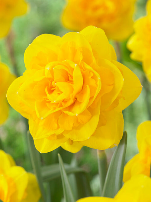 Narcis Biffo