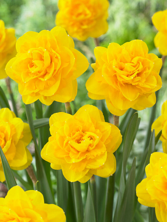 Narcis Biffo
