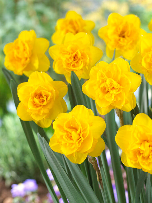 Narcis Biffo