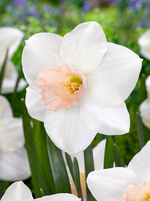 Narcis Blushing Belle crème en roze