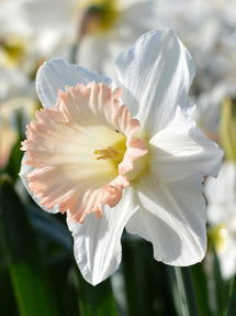 Narcis British Gamble
