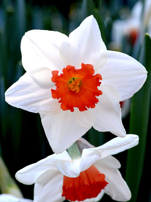 Narcis Decoy Bollen