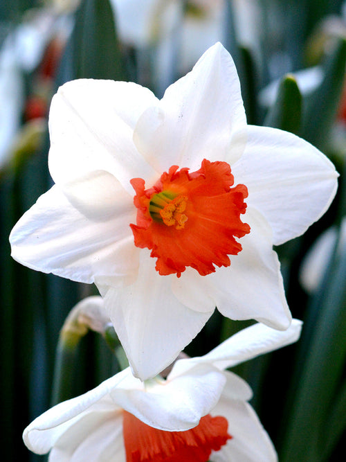 Narcis Decoy