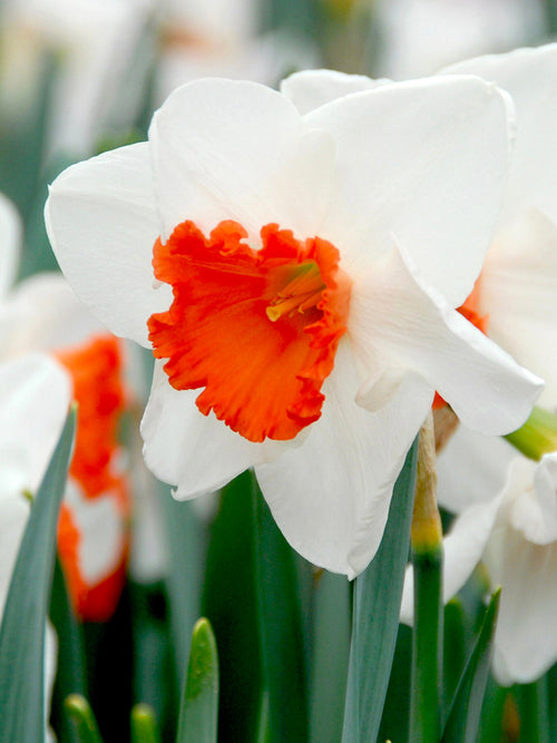 Narcissen - Narcis Decoy
