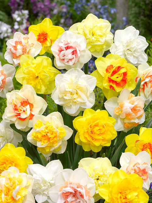 Narcis Double Mix