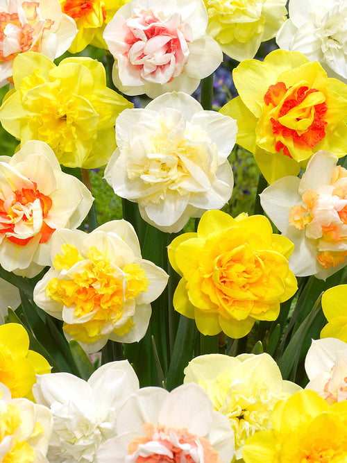 Narcis Double Mix