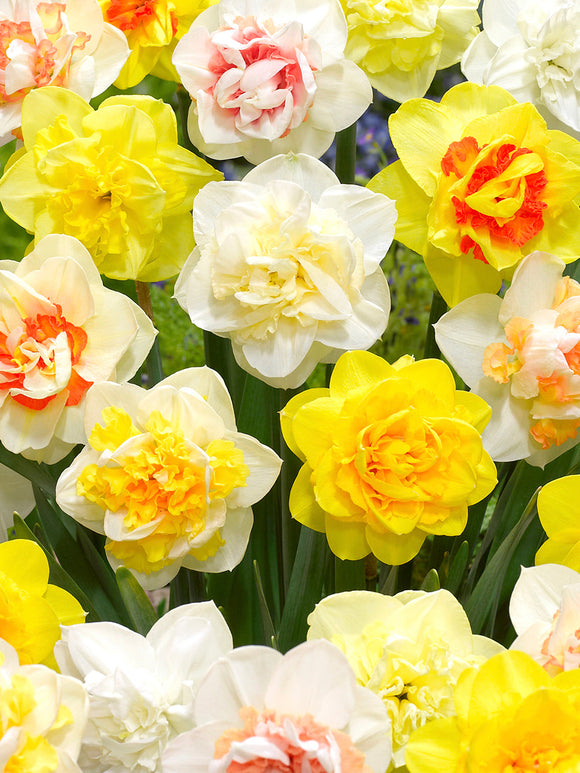 Narcis Double Mix