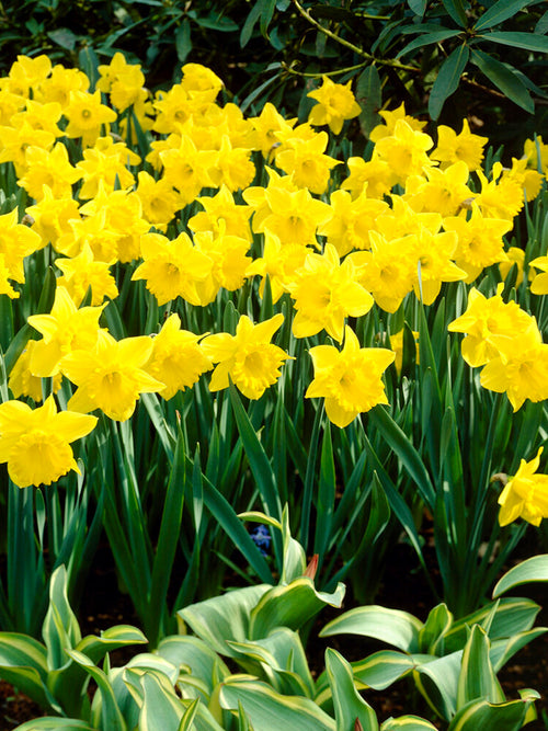Narcissen Dutch Master