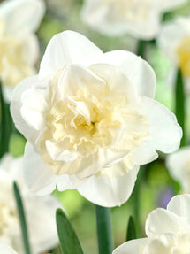 Narcis Easter Born