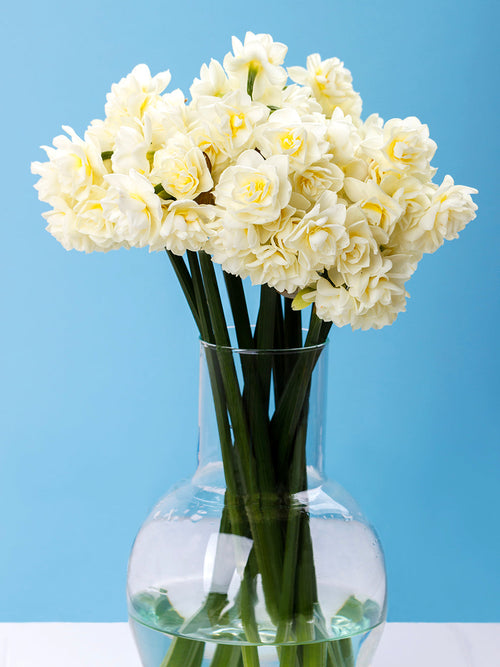 Narcis Erlicheer
